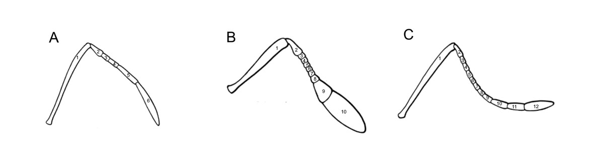 Fig 14